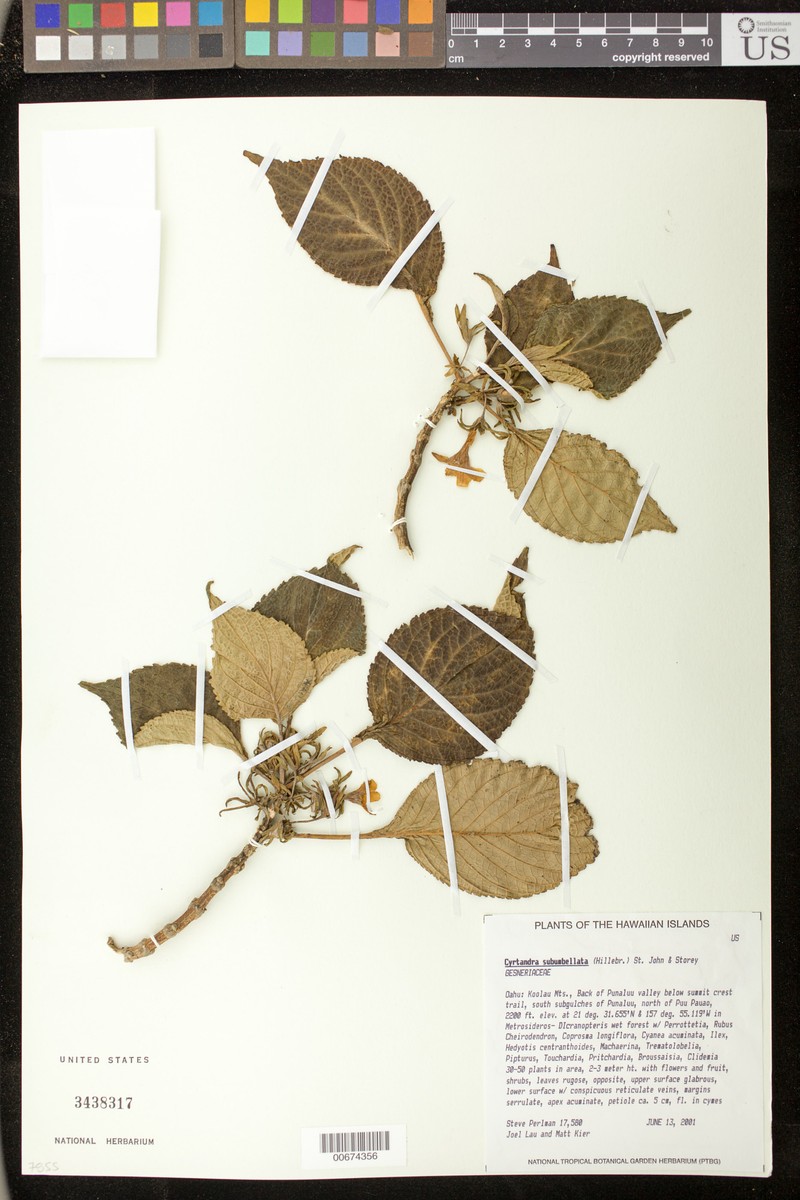 Parasol Cyrtandra