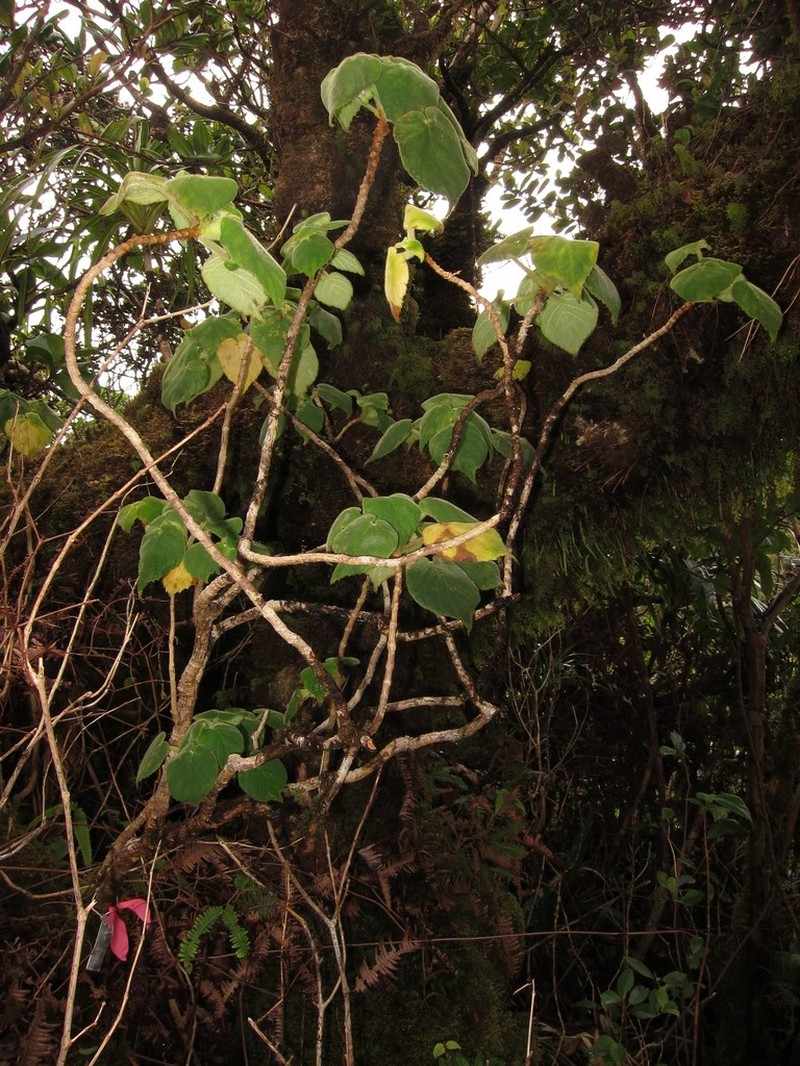 Greenleaf Cyrtandra photo 2