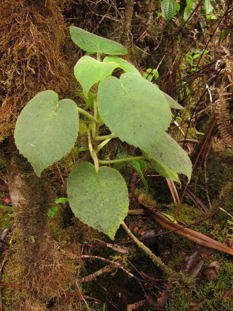 Greenleaf Cyrtandra photo 3
