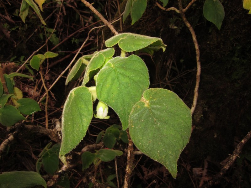 Greenleaf Cyrtandra photo 5