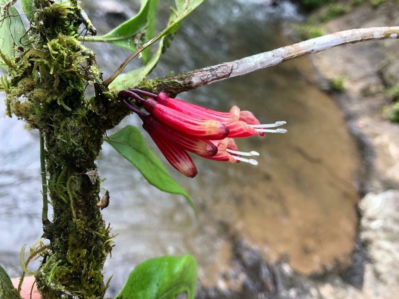 Cyrtandra vittata photo 2