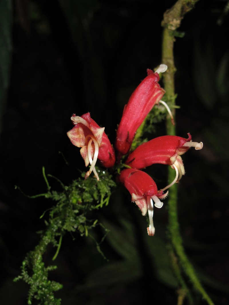 Cyrtandra vittata photo 3