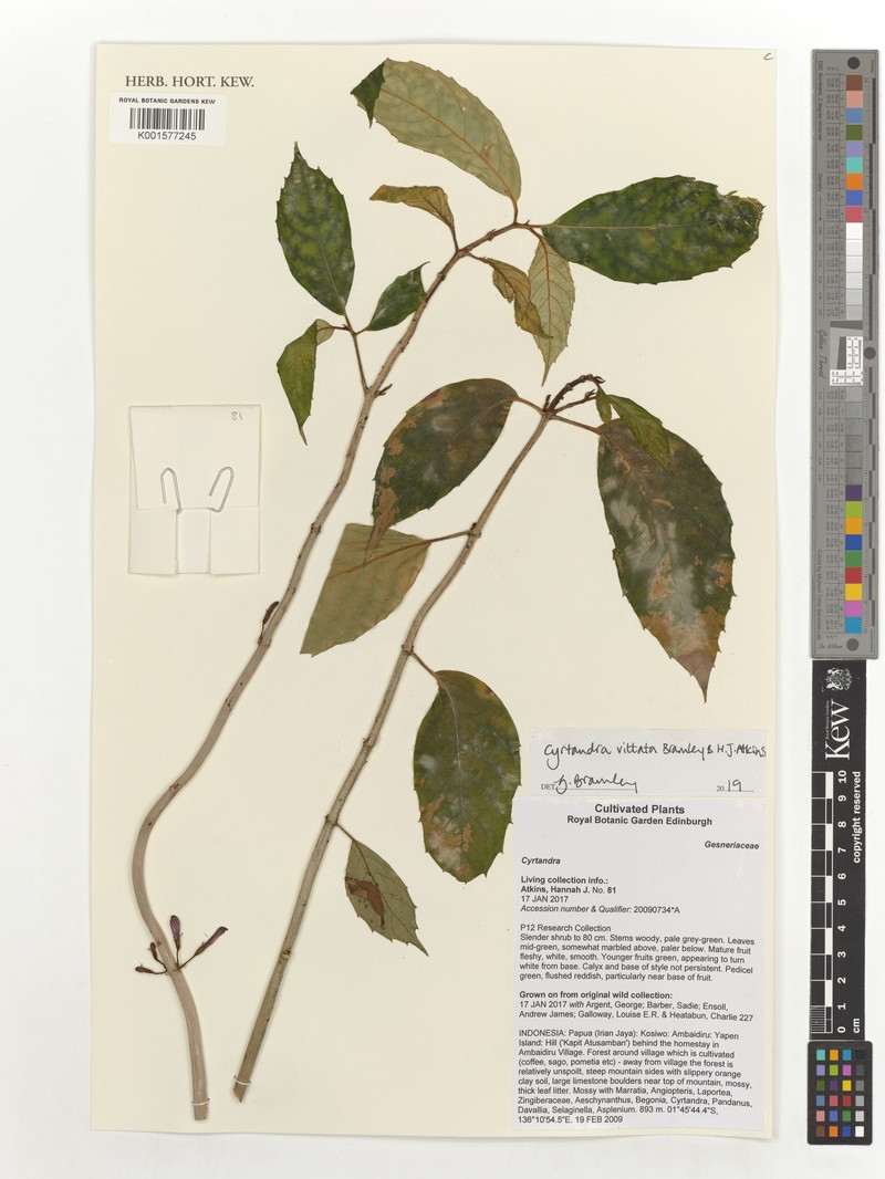 Cyrtandra vittata photo 5