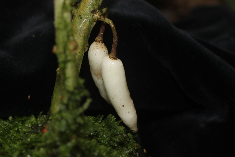 Cyrtandra vittata photo 6