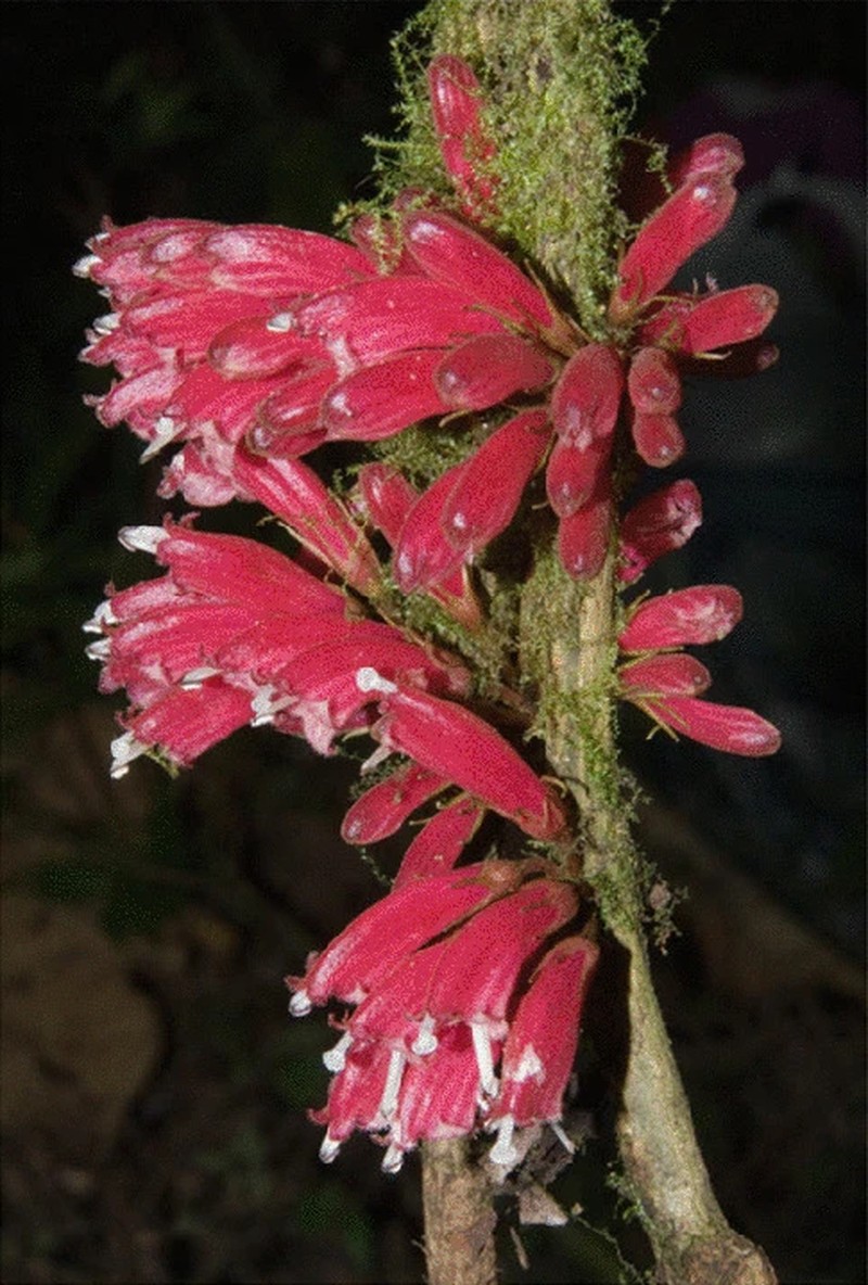 Cyrtandra vittata
