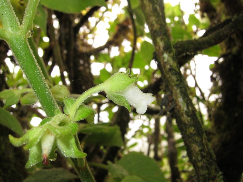 Waianaeuka Cyrtandra photo 3
