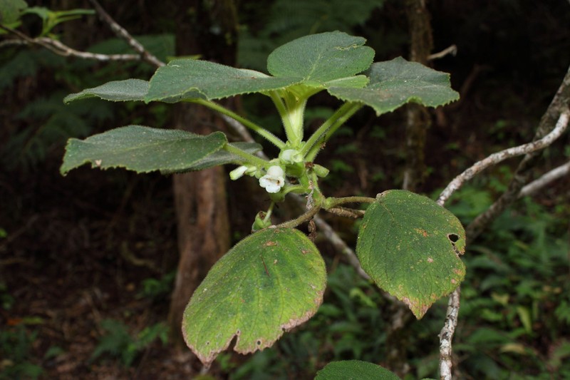 Waianaeuka Cyrtandra photo 4