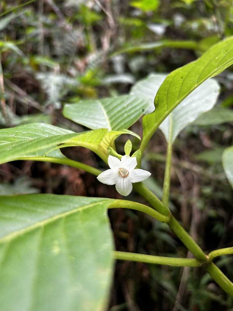 Island Cyrtandra photo 2