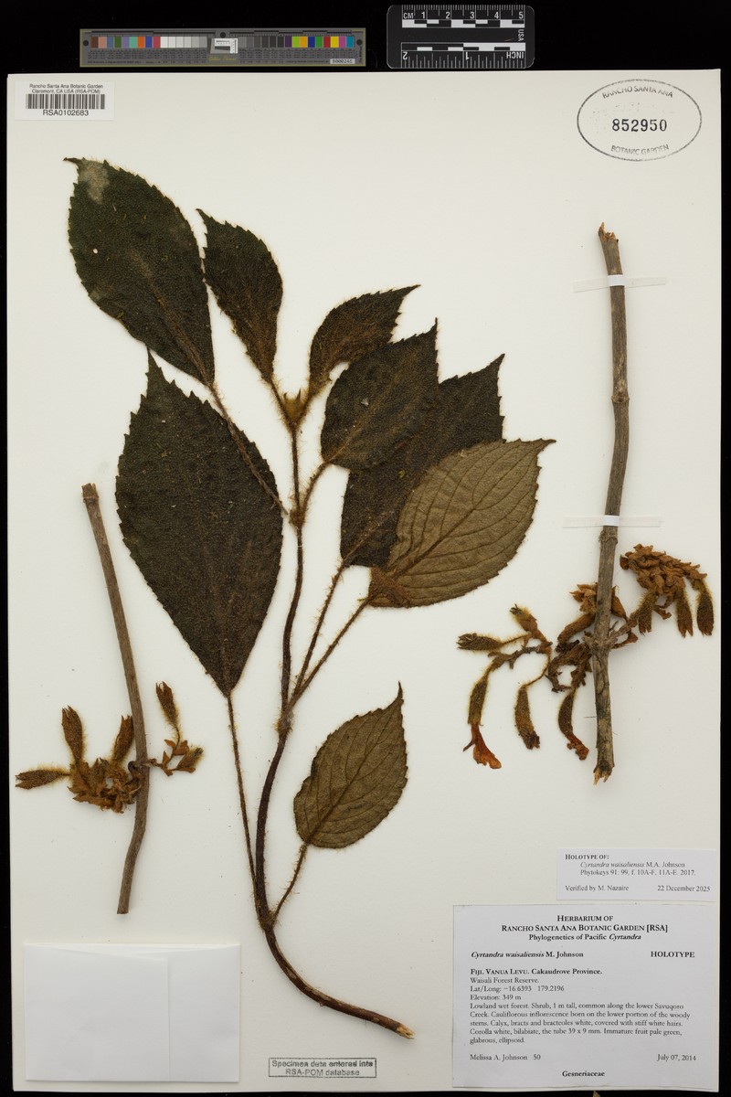 Cyrtandra waisaliensis