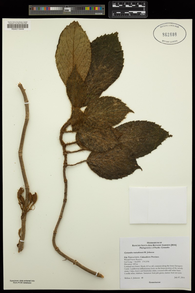 Cyrtandra waisaliensis photo 2