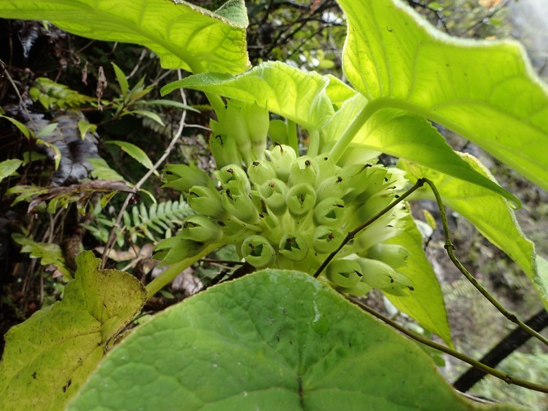 Rockface Cyrtandra