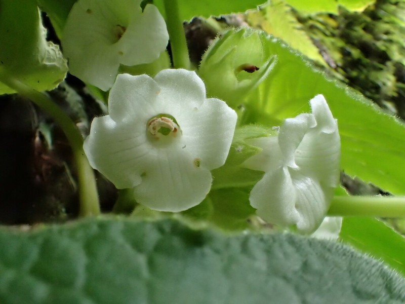 Rockface Cyrtandra photo 2