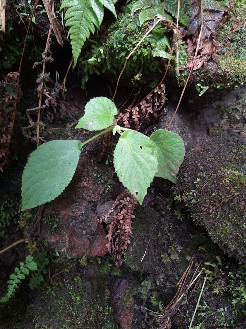 Rockface Cyrtandra photo 3