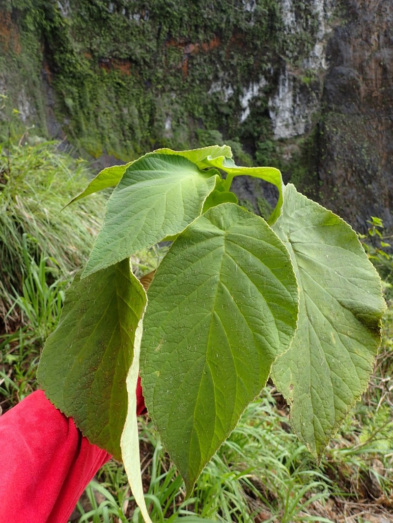 Rockface Cyrtandra photo 7