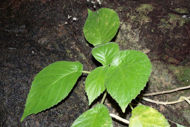 Rockface Cyrtandra photo 8