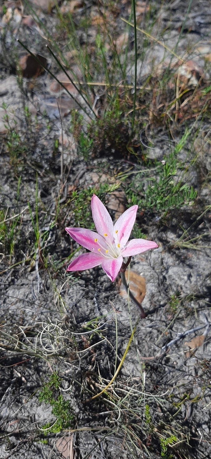 Cyrtanthus novus-annus