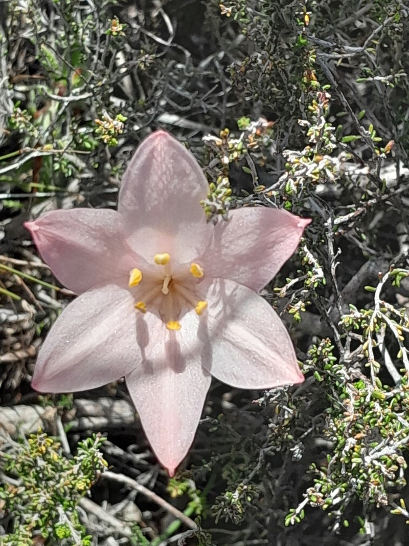 Cyrtanthus novus-annus photo 2