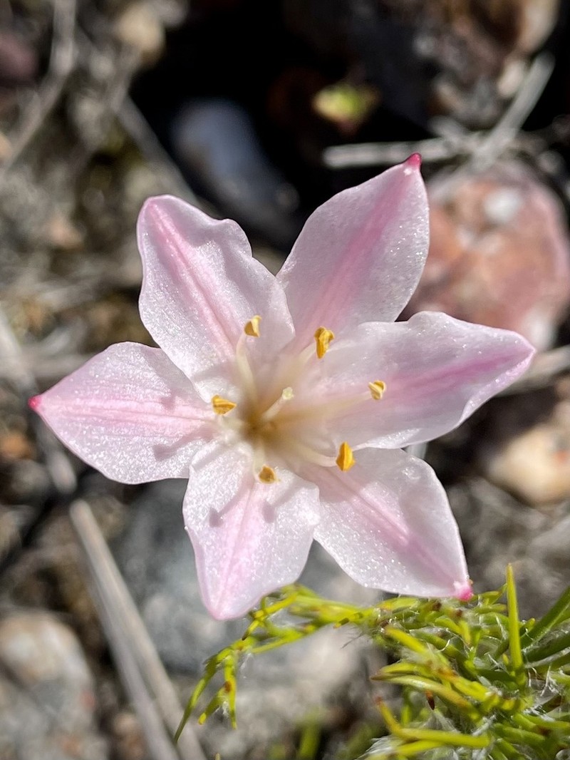 Cyrtanthus novus-annus photo 3
