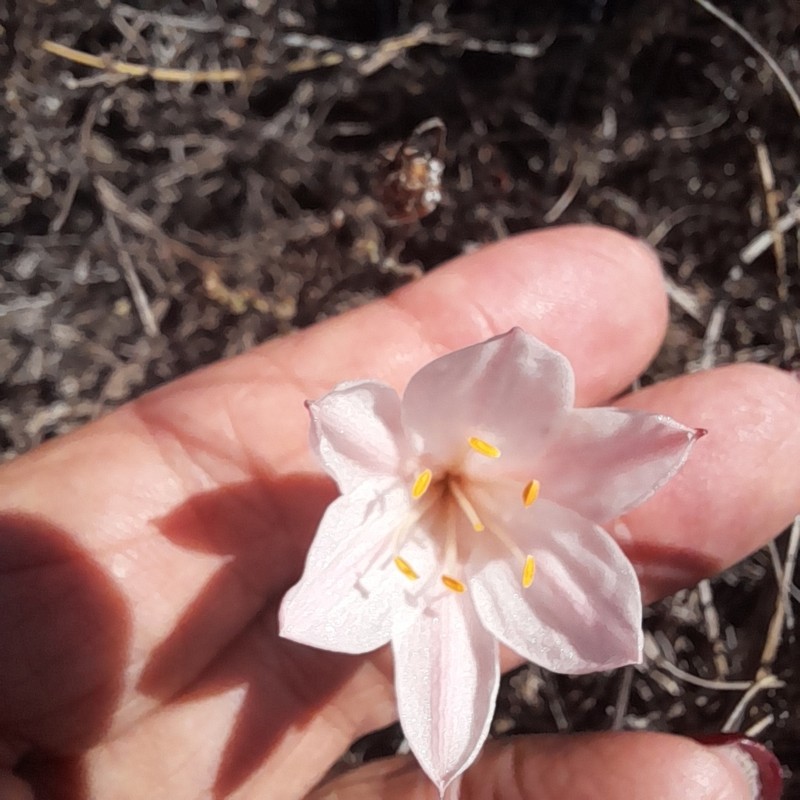 Cyrtanthus novus-annus photo 4