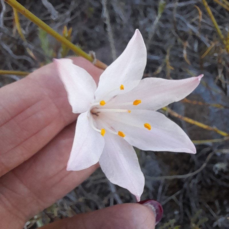 Cyrtanthus novus-annus photo 5