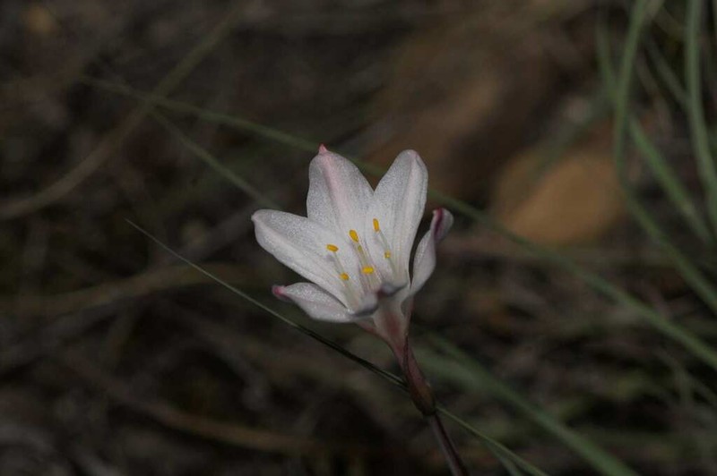 Cyrtanthus novus-annus photo 6