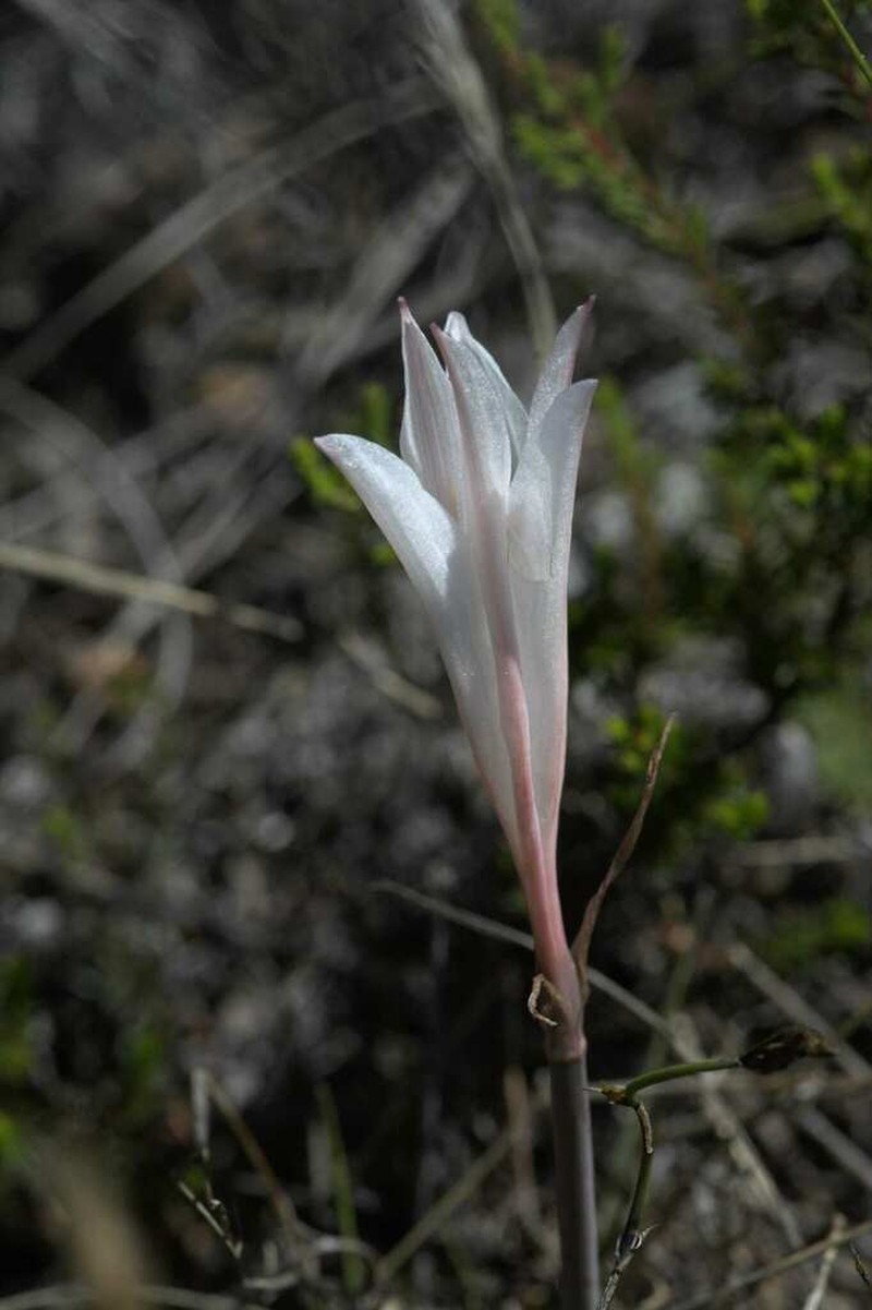 Cyrtanthus novus-annus photo 7