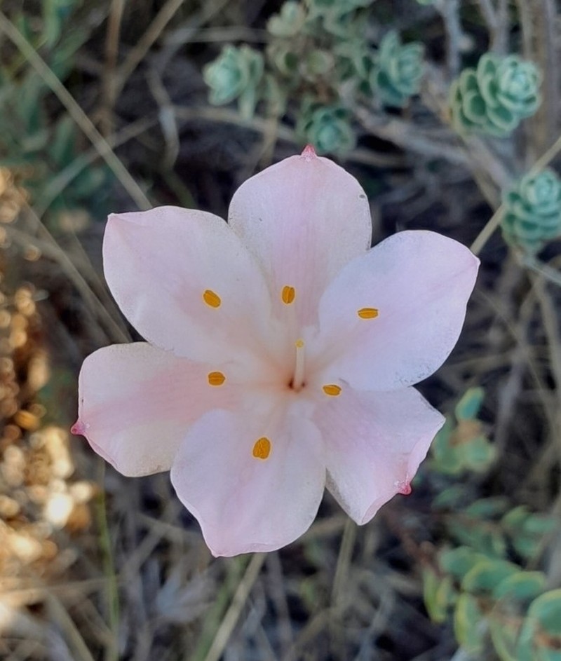 Cyrtanthus novus-annus photo 8