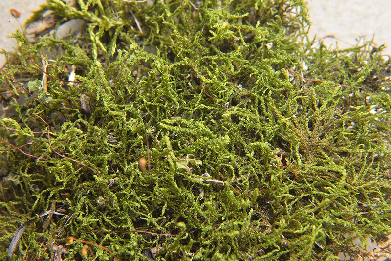 Cyrto-Hypnum Moss