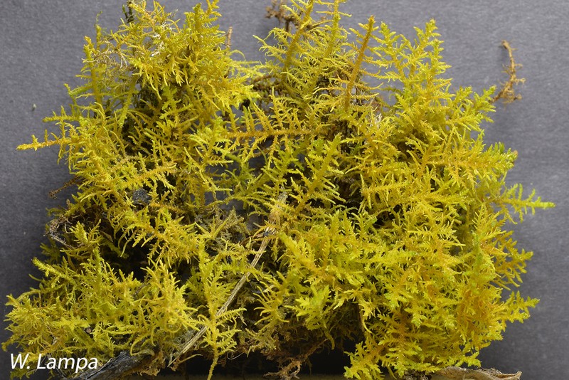Cyrto-Hypnum Moss photo 2