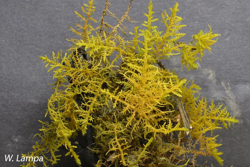 Cyrto-Hypnum Moss photo 3