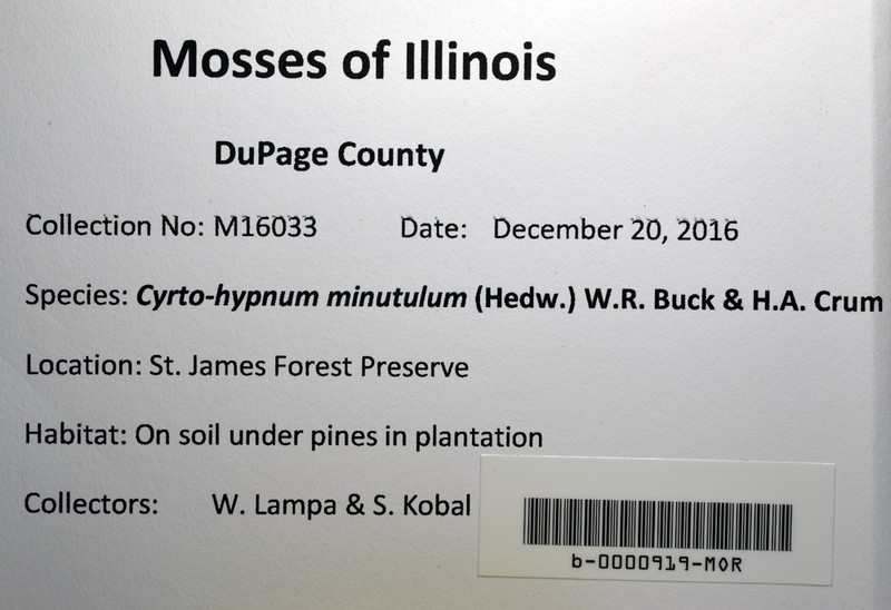 Cyrto-Hypnum Moss photo 5