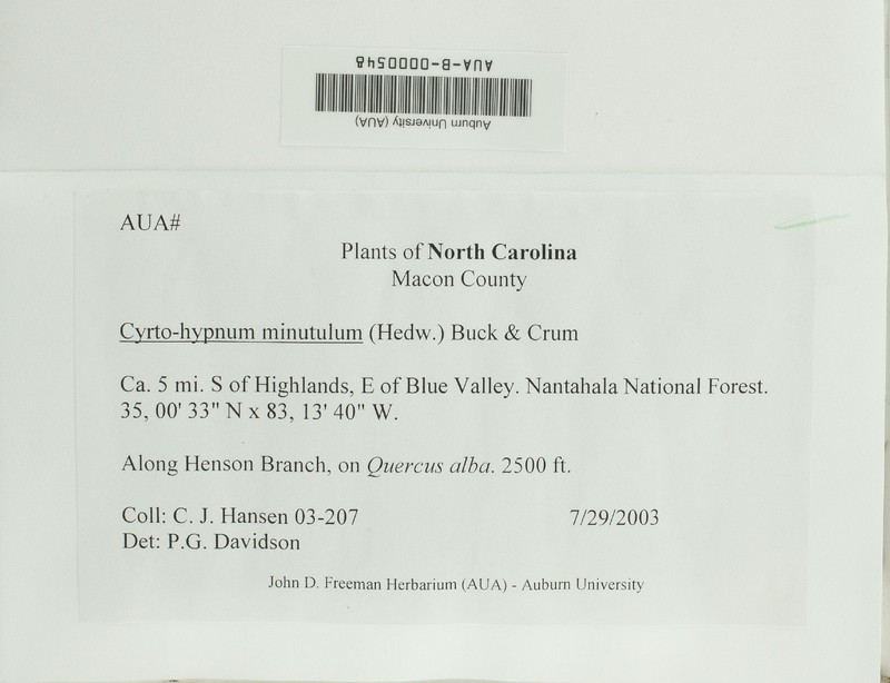 Cyrto-Hypnum Moss photo 6