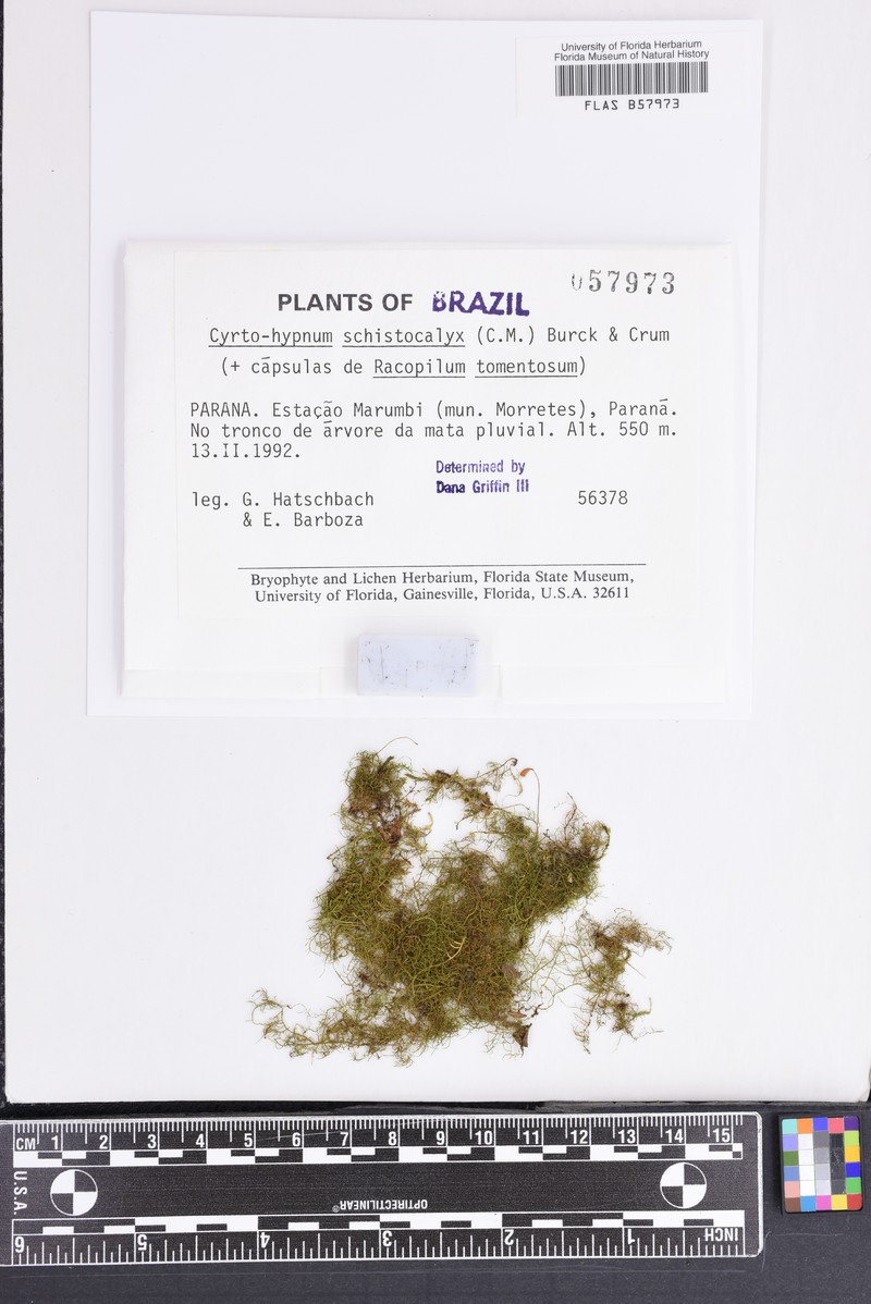 Cyrto-Hypnum Moss
