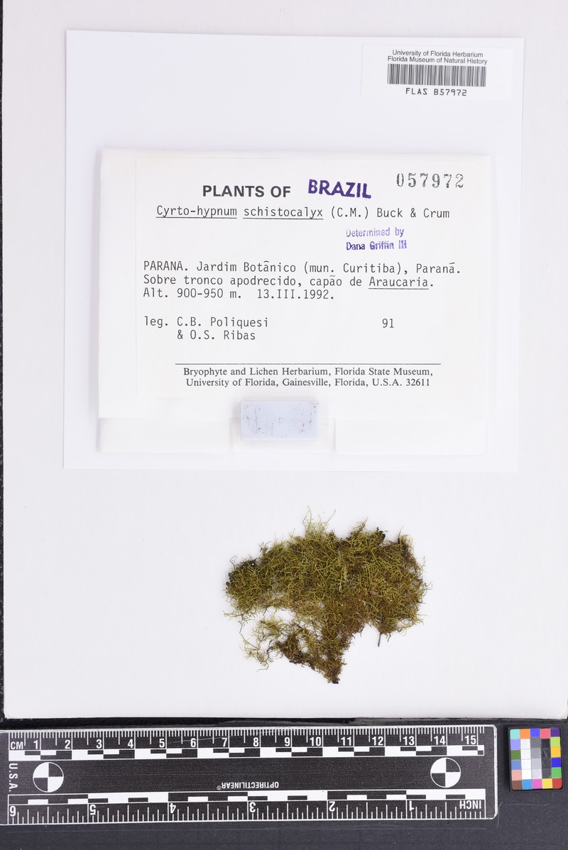 Cyrto-Hypnum Moss photo 2