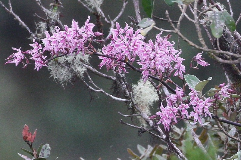 Cyrtochilum alboroseum
