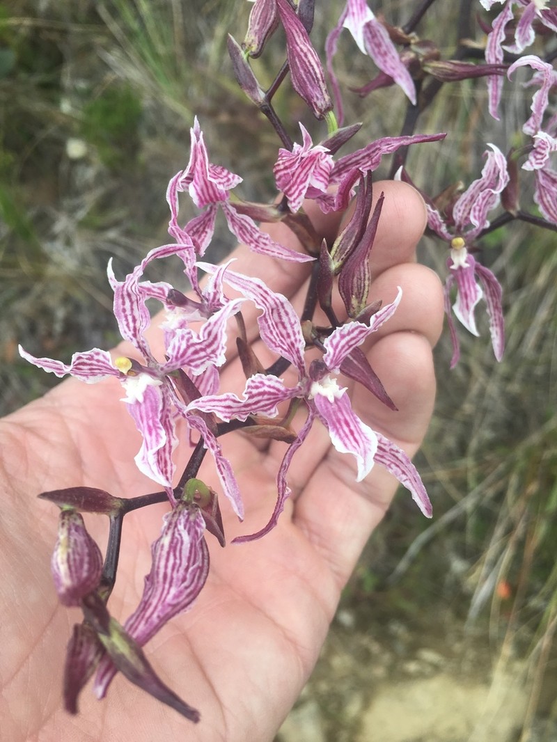 Cyrtochilum alboroseum photo 2