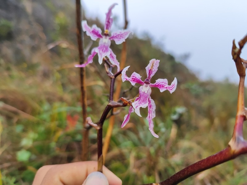 Cyrtochilum alboroseum photo 3
