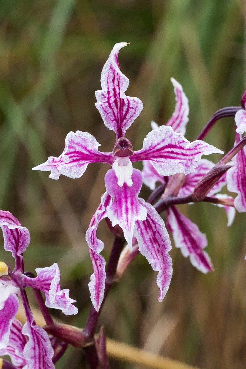Cyrtochilum alboroseum photo 4