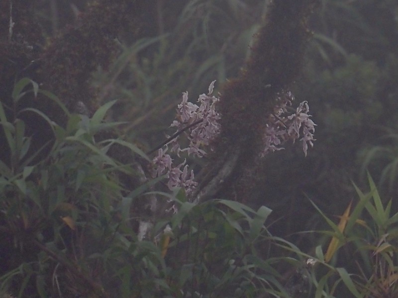 Cyrtochilum alboroseum photo 5
