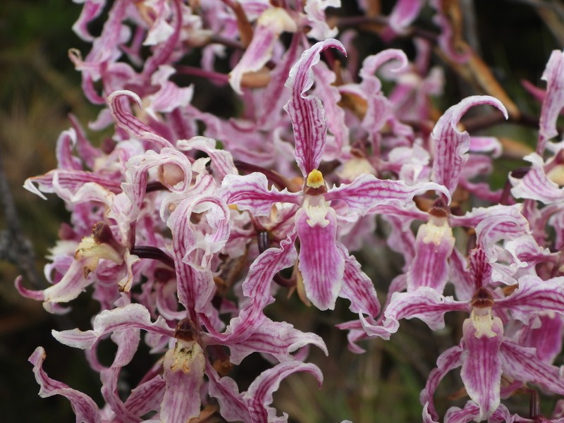 Cyrtochilum alboroseum photo 6