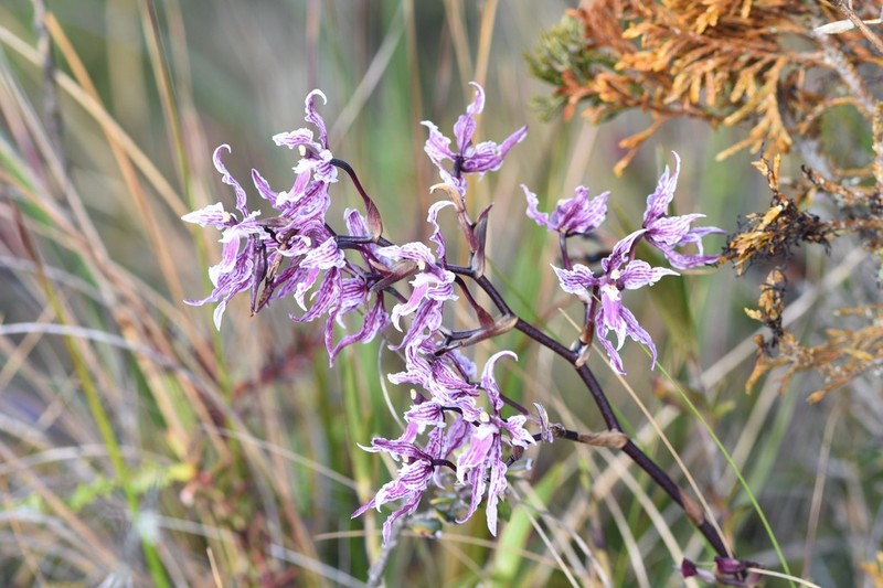 Cyrtochilum alboroseum photo 7