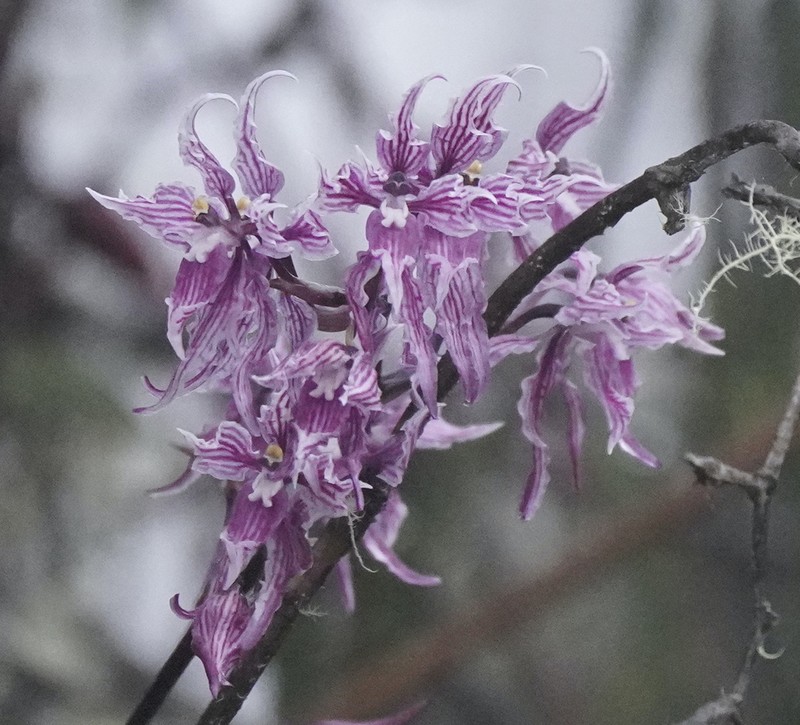 Cyrtochilum alboroseum photo 8
