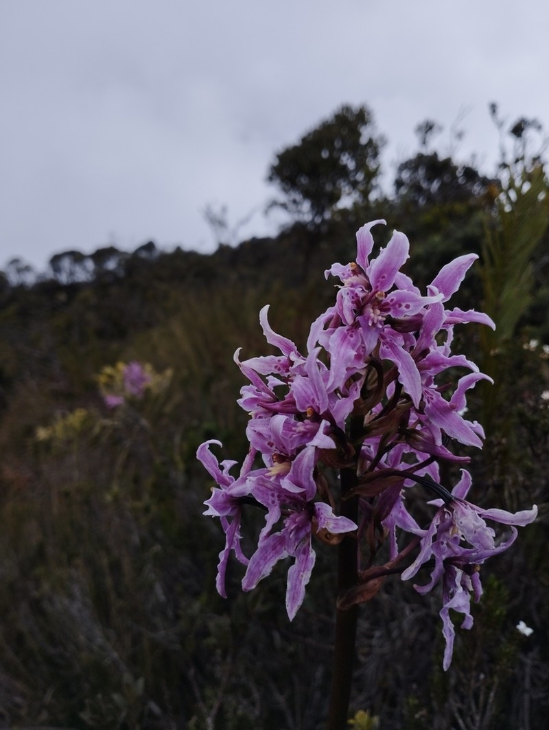 Cyrtochilum amphiglottii photo 2