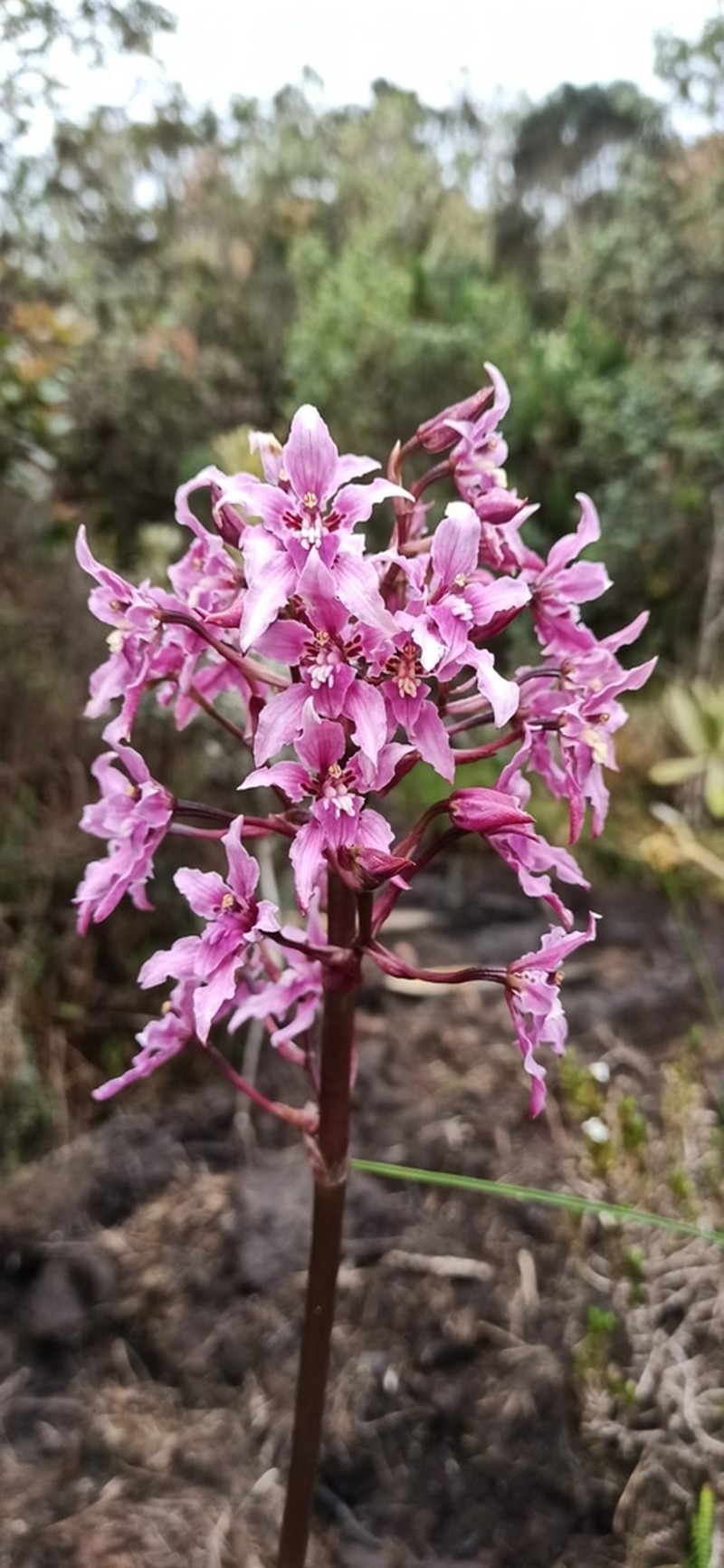 Cyrtochilum amphiglottii photo 3