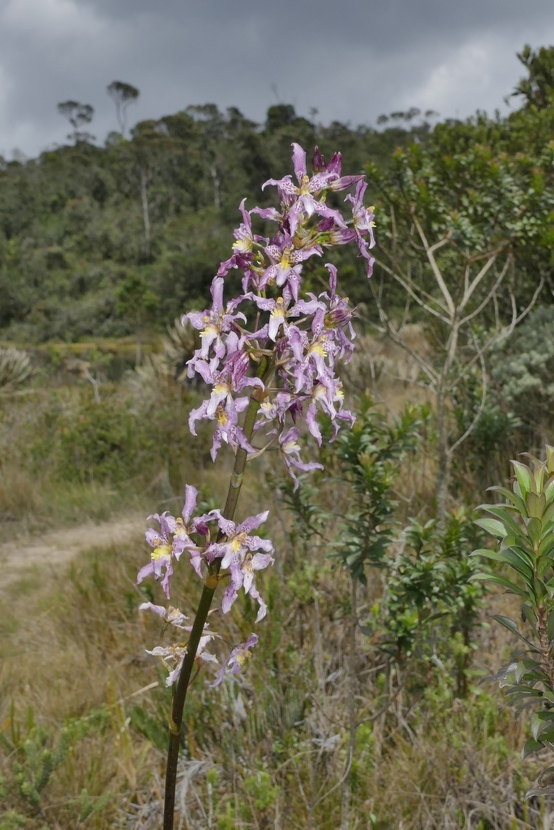 Cyrtochilum amphiglottii photo 4