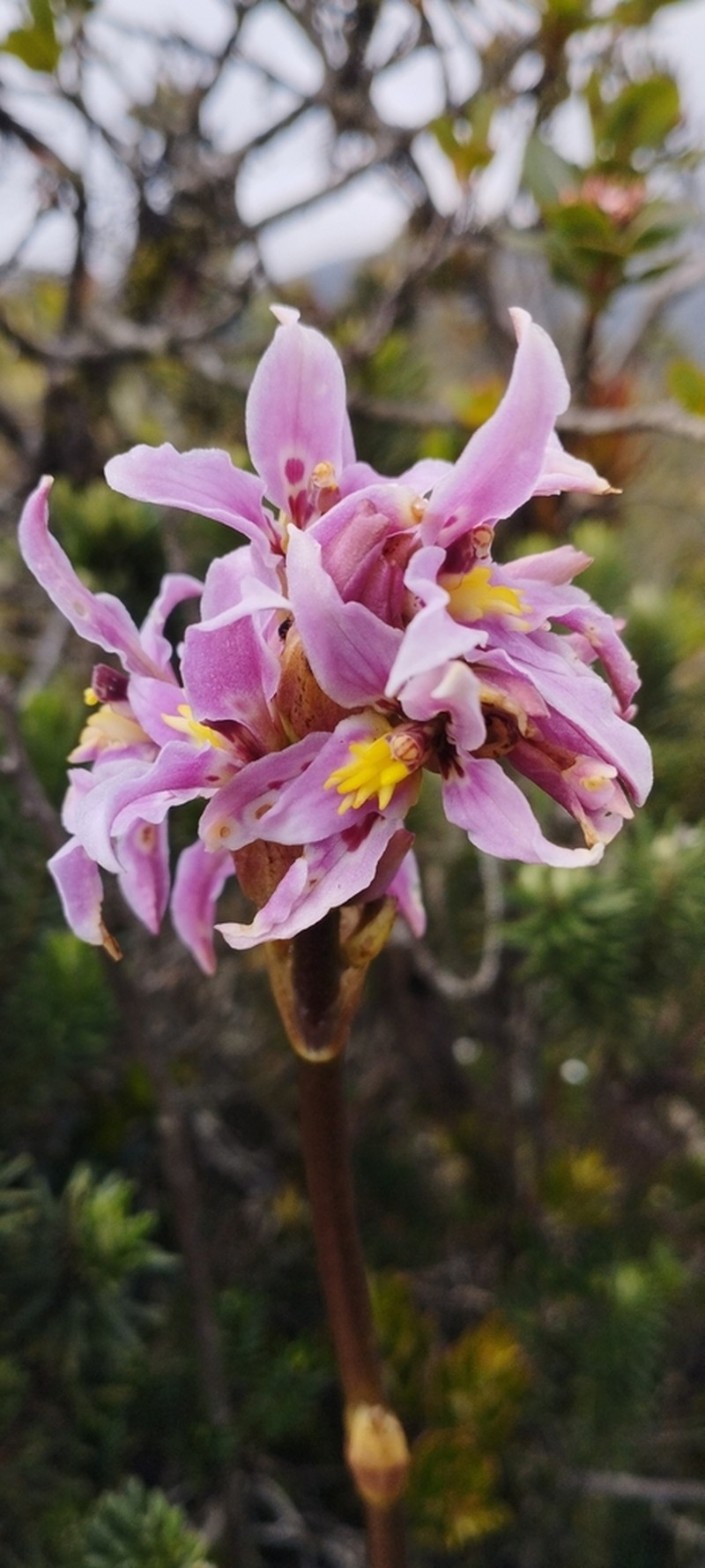 Cyrtochilum amphiglottii photo 5