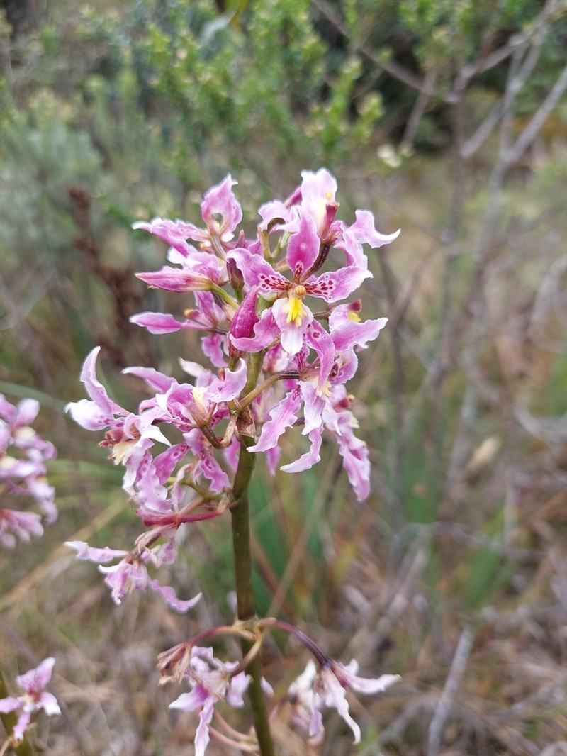 Cyrtochilum amphiglottii photo 6
