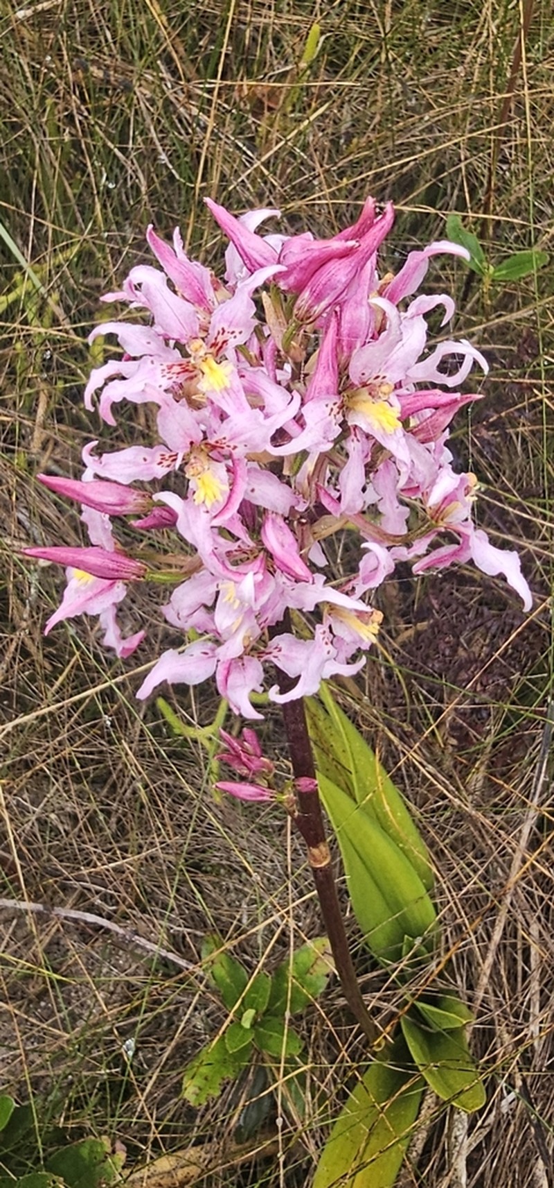Cyrtochilum amphiglottii photo 7