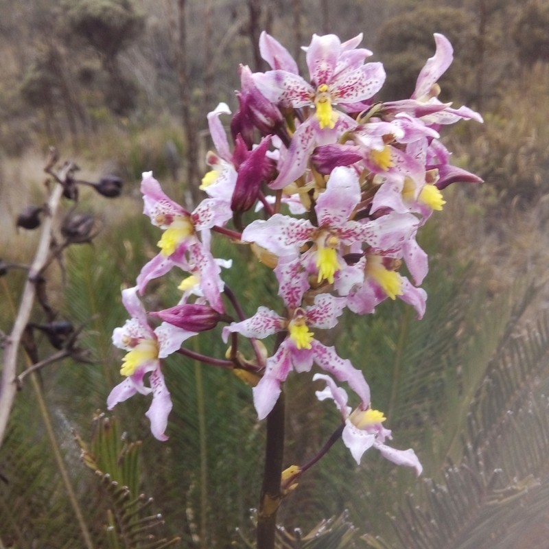Cyrtochilum amphiglottii photo 8