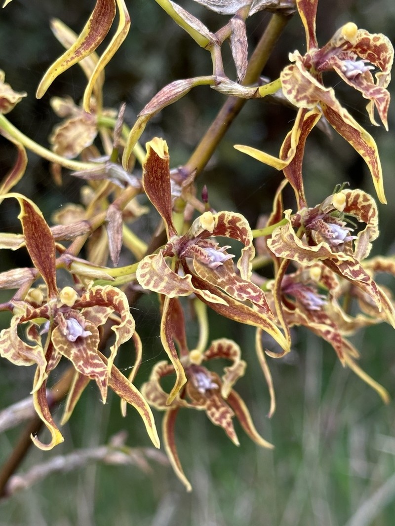 Cyrtochilum angustatum